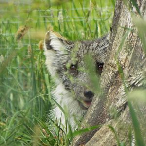 Arctic Fox