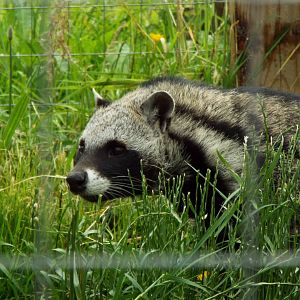 African Civet