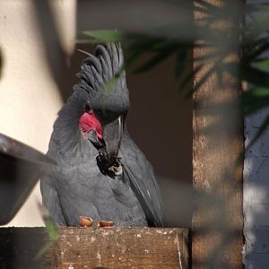 Palm Cockatoo - Zooparc de Beauval - 01/2020