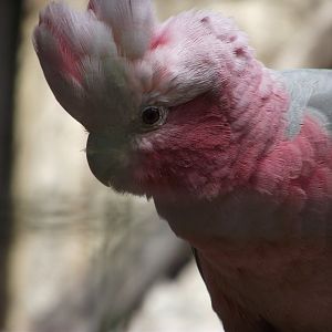 Galah - Zooparc de Beauval - 06/2014