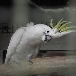 Greater Sulphur-crested Cockatoo - Zooparc de Beauval - 06/2014