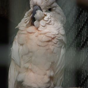 Salmon-crested Cockatoo - Zooparc de Beauval - 10/2020