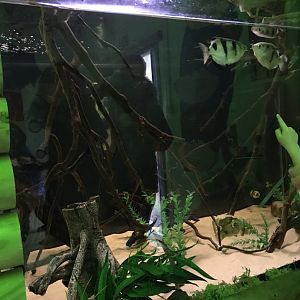 Archer fish tank in brilliant birds
