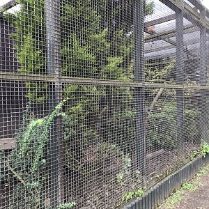 Coati enclosure