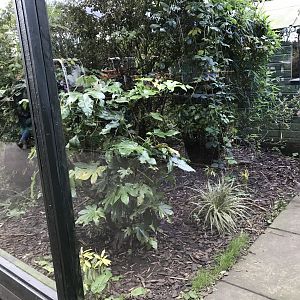 Fishing cat enclosure 2