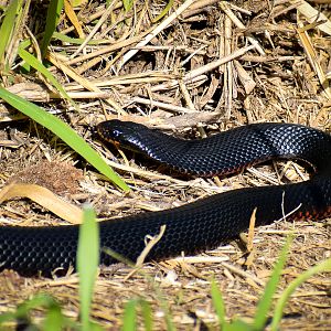 Red-bellied Black Snake (Pseudechis porphyriacus)