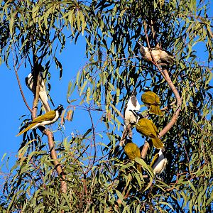 Blue-faced Honeyeaters (Entomyzon cyanotis)