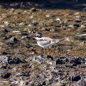 Black-fronted Dotterel (Elseyornis melanops)