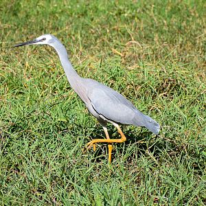White-faced Heron (Egretta novaehollandiae)