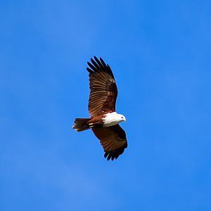 Brahminy Kite (Haliastur indus)