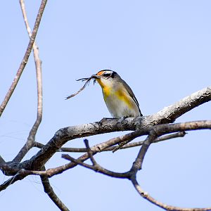Striated Pardalote (Pardalotus striatus)