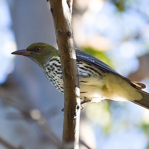 Olive-backed Oriole (Oriolus sagittatus)