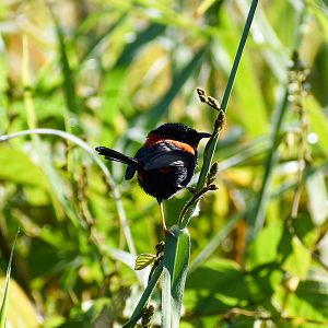 Red-backed Fairywren (Malurus melanocephalus)