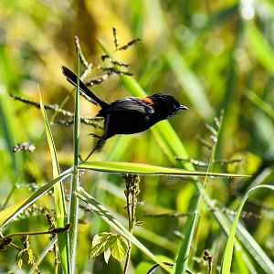 Red-backed Fairywren (Malurus melanocephalus)