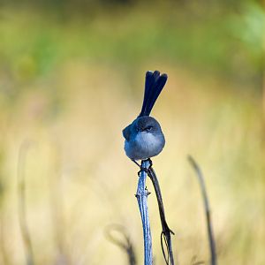 Superb Fairywren (Malurus cyaneus)