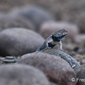 desert spiny lizard