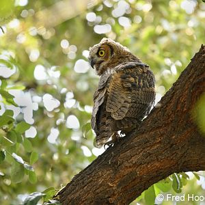 great horned owl fledgling