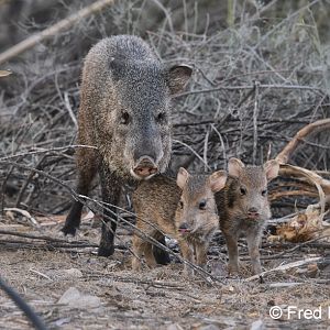 javelina family