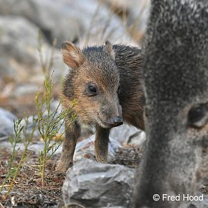 baby javelina