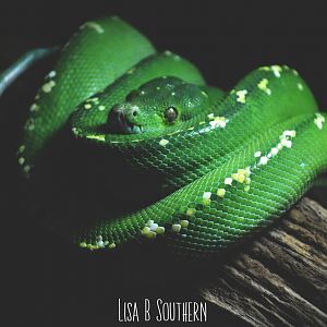 Green Tree Python