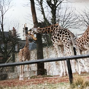 Giraffes, 1990s