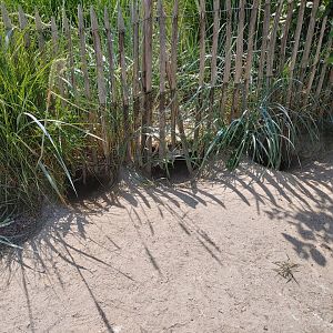 African penguin walkthrough enclosure - nests