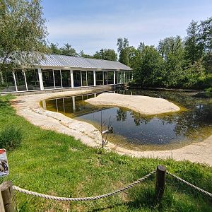 African penguin walkthrough enclosure - second part