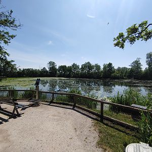 Harbour seal enclosure - viewing point near the eagle-owl aviary