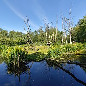 Golden-bellied capuchin island