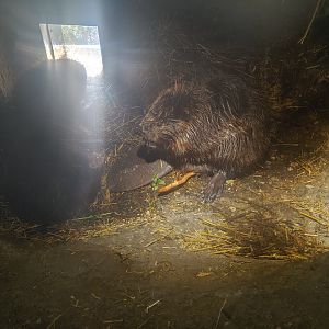 North American beaver enclosure - a look into the burrow