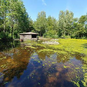 North American beaver enclosure - viewing point near the flamingo enclosure