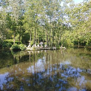 Rosy pelican enclosure