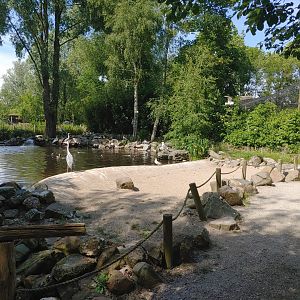 Humboldt penguin enclosure - penguin beach