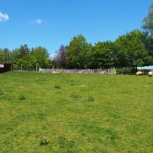 Farm area - Walk-through area with Chicken pens and cooks, Domestic goats, Domestic sheep and Domestic turkeys , 2021-05-29