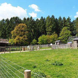 Farm area - Walk-through area with Chicken pens and cooks, Domestic goats, Domestic sheep and Domestic turkeys , 2021-05-29