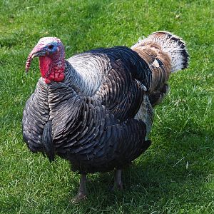 Domestic turkey (Meleagris gallopavo domesticus), 2021-05-29