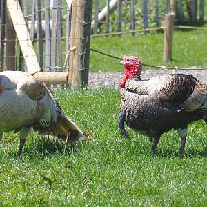 Domestic turkeys (Meleagris gallopavo domesticus), 2021-05-29