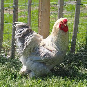 Brahma bantam rooster (Gallus gallus domesticus), 2021-05-29