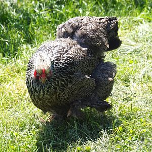 Brahma bantam hen (Gallus gallus domesticus), 2021-05-29