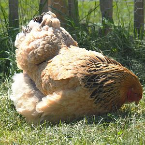Brahma bantam hen (Gallus gallus domesticus), 2021-05-29