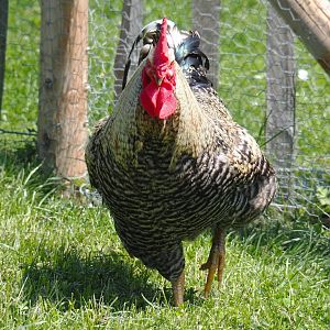 Rooster (Gallus gallus domesticus), 2021-05-29