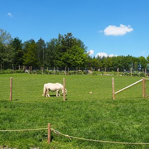 Farm area - Pony and domestic sheep paddock, 2021-05-29