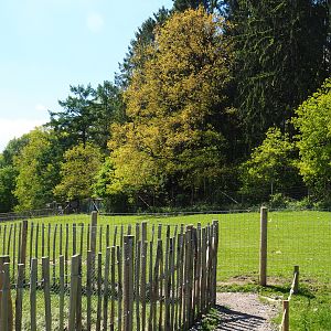 Farm area - Pony and domestic sheep paddock, 2021-05-29