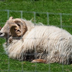 Domestic sheep (Ovis aries), 2021-05-29