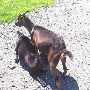 Domestic goats (Capara aegagrus hircus), 2021-05-29