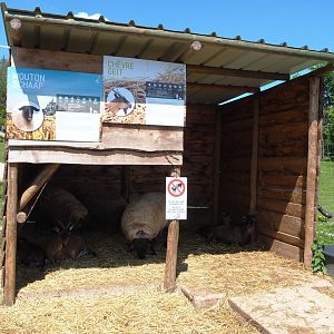 Domestic goat and Domestic sheep shed, 2021-05-29