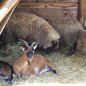 Domestic goat (Capra aegagrus hircus) and Domestic sheep (Ovis aries), 2021-05-29