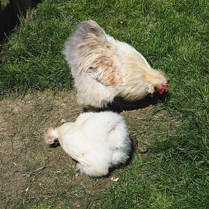 Silky chickens (Gallus gallus domesticus), 2021-05-29