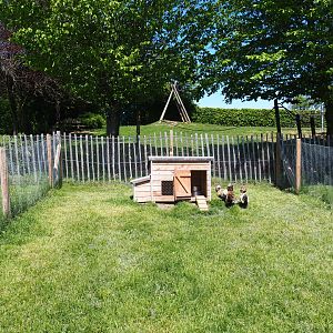 Polish chicken pen, 2021-05-29