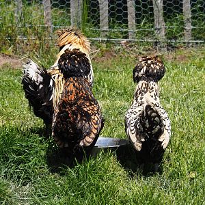 Polish chickens (Gallus gallus domesticus), 2021-05-29